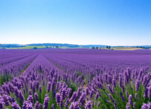 the enchanting lavender fields of sale san giovanni 1748558963