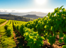 explore the rich wine culture and natural beauty of margaret river 1749662389