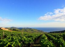 discover penedes the heart of cava production near barcelona 1759856592