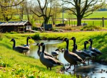 understanding avian influenza in europe essential information you need to know 1765400690